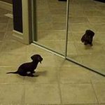 Mini Daschund Puppy VS Mirror