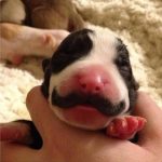 The Puppy Born With A Mustache