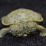 A Cute Two-Headed Turtle In San Antonio