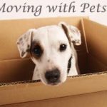 4 Simple Steps To Safely Relocate With Your Pets