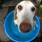 5 Easy Summer Safety Tips for Dogs