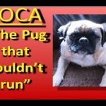 Loca, The Pug Who Can’t Run