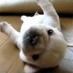 Cute Puppy Can’t Roll Over
