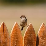 Animal Jigsaw Puzzles: Ninja Bird