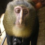 Animal Jigsaw Puzzles: Lesula Monkey