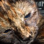A Tale of The Cute Kitty :)