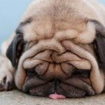 15 Pictures That Will Make You Feel Better