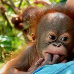 Jigsaw Puzzle: Baby Orangutan
