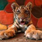 Animal Jigsaw Puzzles: Tiger Cub
