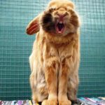 Jigsaw Puzzle: Cute Bunny Yawning