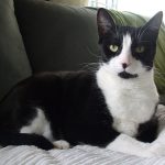 The Cat That Named Himself