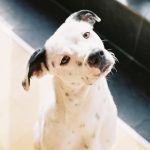 Dog Quiz No.1