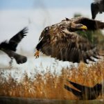 Animal Jigsaw Puzzles: Eagle