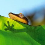 Jigsaw Puzzle: Gecko