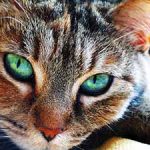 Jigsaw Puzzle: Green Eyed Cat