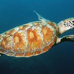 Endangered Species Quiz