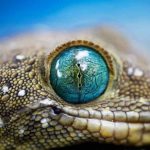 Jigsaw Puzzle: Lizard Eye