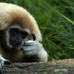 Animal Jigsaw Puzzles: Thumbs Up!