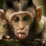 Monkey Quiz