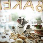 Jigsaw Puzzle: Pug Licking a Bakery window