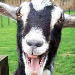 Jigsaw Puzzle: Smiling Goat