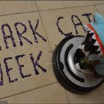 It’s Shark Week! Here is a Video of SharkCat Cleaning the Kitchen!