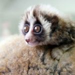 Animal Jigsaw Puzzles:Cute Slow Loris