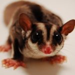 Animal Jigsaw Puzzles: Cute Sugar Glider