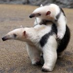 Animal Jigsaw Puzzles: Exotic Tamandua