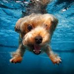Jigsaw Puzzle: Underwater Dog