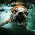 Animal Jigsaw Puzzles: Hilarious Underwater Dog
