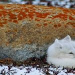 Animal Jigsaw Puzzles: Arctic Fox
