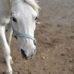 Animal Jigsaw Puzzles: White Horse