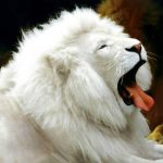 Jigsaw Puzzle: White Lion