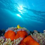 Jigsaw Puzzle: Anemone Fish