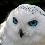 Jigsaw Puzzle: Snowy Owl