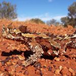 Jigsaw Puzzle: Thorny Dragon