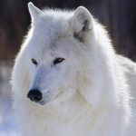 Jigsaw Puzzle: Beautiful White Wolf