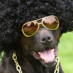 Hilarious Dogs in Costumes
