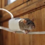 Cute Rats Doing Tricks
