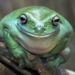 Adorable Smiling Animals