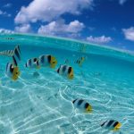 Animal Jigsaw Puzzles: Beautiful Tropical Fish