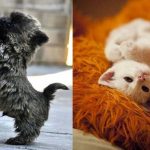 Animal Cuteness Battle – Cute Kitten vs Cute Puppy