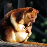 Animal Jigsaw Puzzles: Adorable Tree Kangaroo