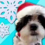 Talking Pets Sing 12 Days of Christmas