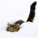 Cats Playing In The Snow