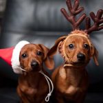 Animal Jigsaw Puzzles: Christmas Pets