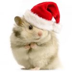 18 Adorable Christmas Pet Pictures