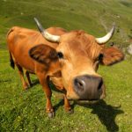 The Happiest Cows On Earth!