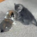 The Cutest Fight Ever